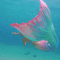 mermaid bp - GIF animé gratuit GIF animé