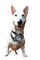 dog - GIF animé gratuit