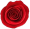 rosa rossa2 - png grátis Gif Animado