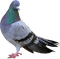 DOVE - Free PNG Animated GIF