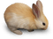 Kaz_Creations Animals Rabbit Hare - фрее пнг анимирани ГИФ