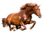 Paard - darmowe png animowany gif