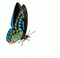 Mariposa - Darmowy animowany GIF animowany gif