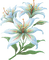 Flowers dm19 - 免费PNG 动画 GIF