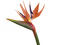Kaz_Creations Flowers Deco Birds Bird - png gratis GIF animasi