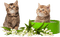 Kaz_Creations  Cats Cat Kittens Kitten - bezmaksas png animēts GIF