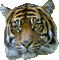 Tiger - GIF animado gratis GIF animado