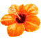 Animated.Flower.Orange - By KittyKatLuv65 - GIF animé gratuit GIF animé