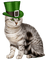 Saint Patricks Day. Cat. Leila - bezmaksas png animēts GIF