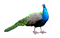 Peacock - kostenlos png Animiertes GIF