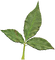 Kaz_Creations Deco Green Leaves Leafs Colours - png grátis Gif Animado