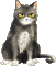 cat - Darmowy animowany GIF animowany gif