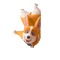 Flying dog moco - GIF animado grátis Gif Animado