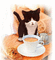 gatto - Nemokamas animacinis gif animuotas GIF
