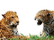 Kaz_Creations  Animals Animal Leopard - PNG gratuit GIF animé