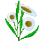 Fleur Blanche. - Free animated GIF Animated GIF