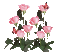 rosas - Nemokamas animacinis gif animuotas GIF