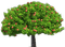 Baum - δωρεάν png κινούμενο GIF