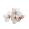 Cherry Blossom - kostenlos png Animiertes GIF