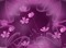 bg-lila.blommor---background-purple-flowers - png gratis GIF animado