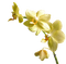 chantalmi fleur orchidée jaune