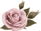 Rose - ilmainen png animoitu GIF