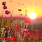 soave background animated flowers poppy field