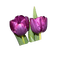 Flowers Tulips - PNG gratuit GIF animé