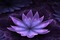 lotus mauve - bezmaksas png animēts GIF