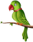 Kaz_Creations Parrot Bird - ilmainen png animoitu GIF