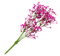 цветы - bezmaksas png animēts GIF
