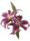 patymirabelle fleurs orchidée - PNG gratuit GIF animé