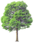 ARBOL - 免费PNG 动画 GIF