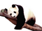 PANDA BEar - Free PNG Animated GIF