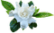kukka flower fleur - фрее пнг анимирани ГИФ