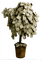 money tree - безплатен png анимиран GIF