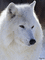 Lobo blanco - Ingyenes animált GIF animált GIF