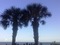 Palm trees - Free PNG Animated GIF