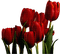 Tulipany 3 - nemokama png animuotas GIF
