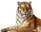 tigre - Безплатен анимиран GIF анимиран GIF