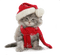 cat  winter christmas chat hiver