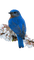 blue bird - zadarmo png animovaný GIF