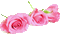 Pink Roses - GIF animado grátis Gif Animado