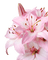 Lily Flowers - PNG gratuit GIF animé