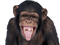 Kaz_Creations Monkey - PNG gratuit GIF animé