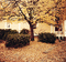 Background Autumn - Bezmaksas animēts GIF animēts GIF