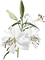 lilies by nataliplus - PNG gratuit GIF animé