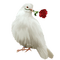 голубь с розой - zadarmo png animovaný GIF