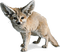 Desert Fox 2