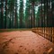 Pine Trees and Fence - gratis png animeret GIF